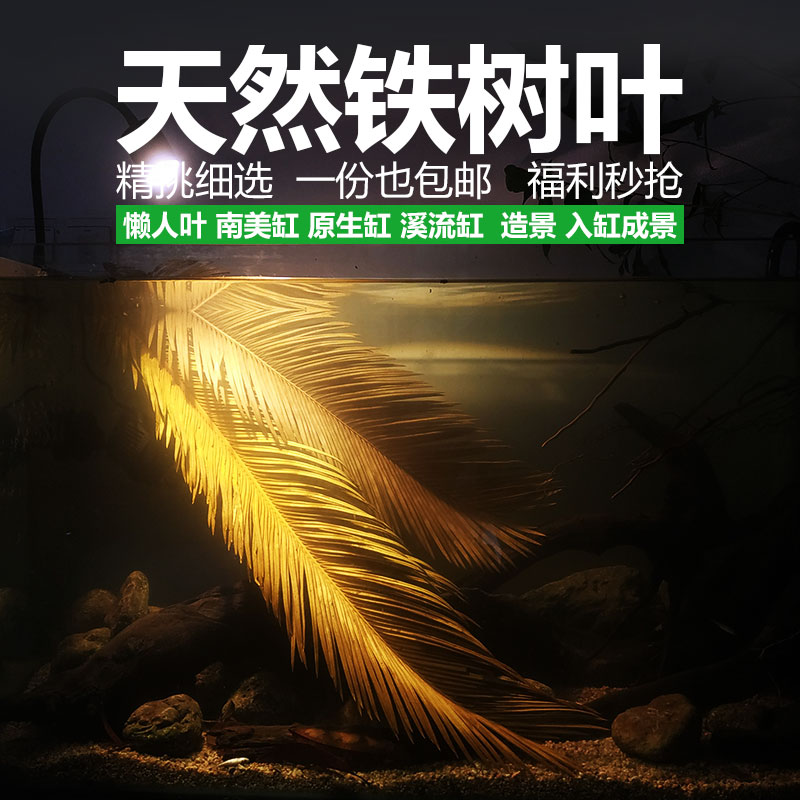 新品买一送1 天然铁树叶简易鱼缸造景南美缸原P生缸装饰树叶网红图片