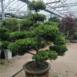 常L 别墅瓜子黄杨造型树苗小叶庭院景观绿化老桩盆景绿植耐寒四季