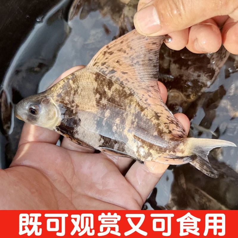 速发胭脂鱼苗一帆风顺鱼淡水冷水好养耐活清道夫观赏鱼缸清洁鱼工