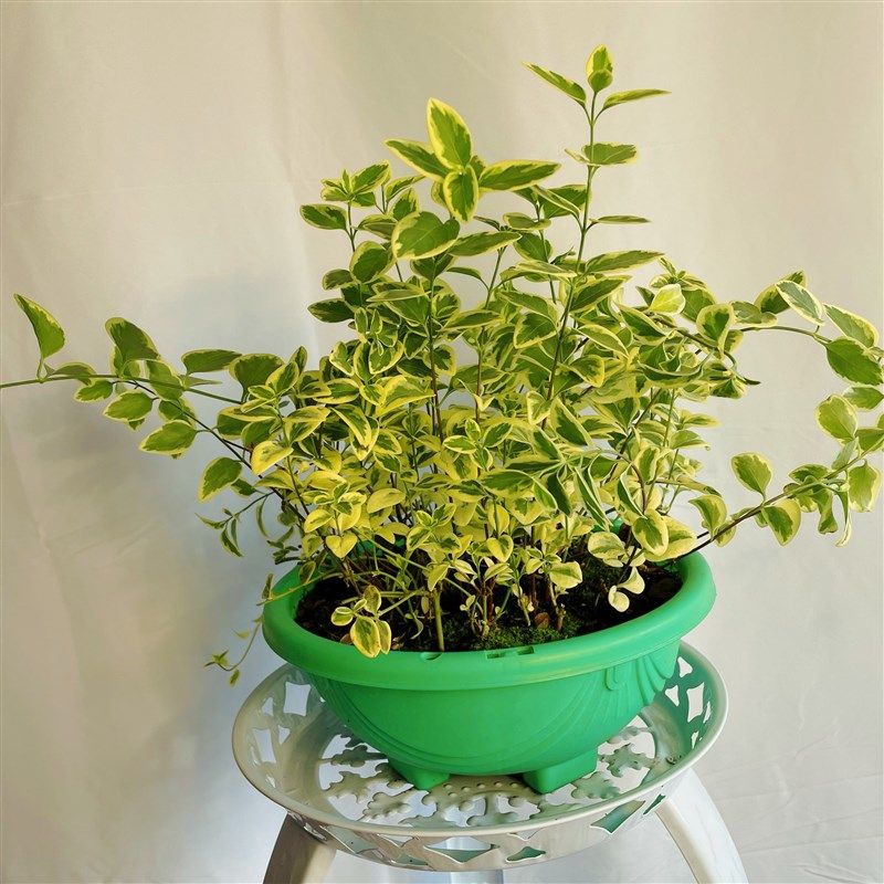 进口日本花叶蔓长春花耐热耐寒垂吊藤本开花植物室内室外栽种带盆