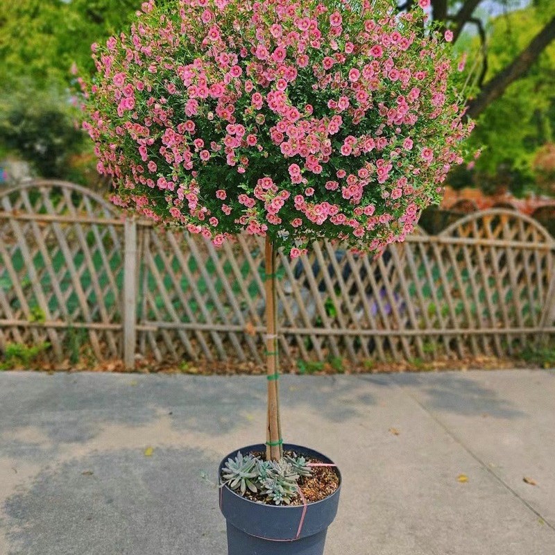 小木槿棒棒糖盆栽花卉庭院阳台四季开花多年生植物优雅女士小木槿