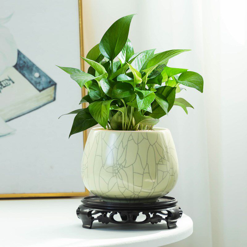 绿萝水培专用哥窑冰裂缸水养植物花盆家用客厅水培绿植无孔器皿