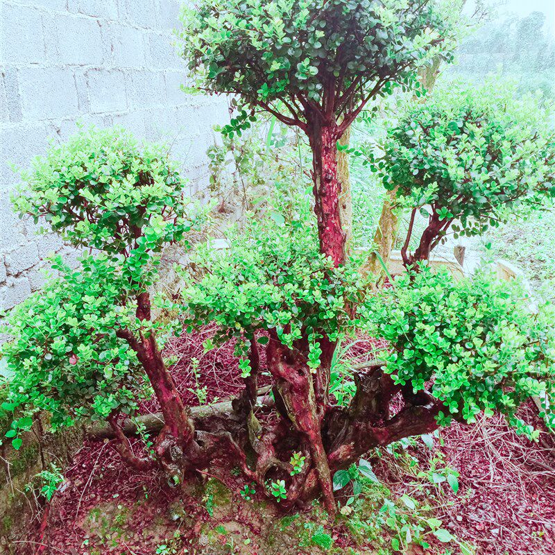 小叶赤楠盆景老桩植物室内盆栽办公室桌面四季常s青好养活绿色花