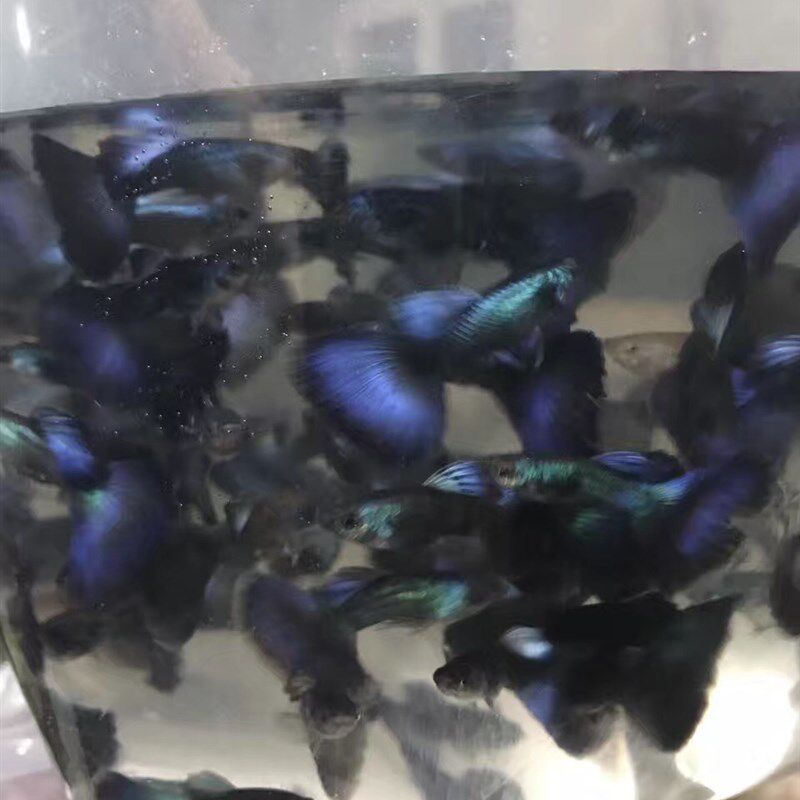 新品俄罗斯进口莫斯科蓝礼服莫兰缎带孔雀鱼冰蓝热带鱼凤尾鱼淡水