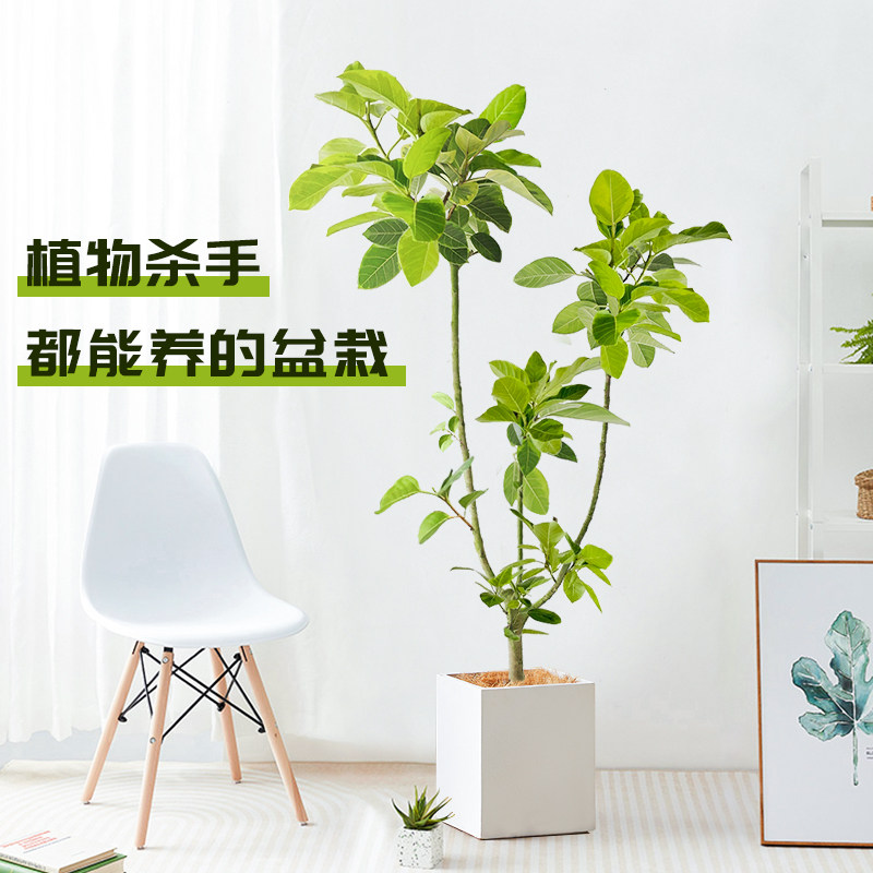 爱优尚黄金榕橡皮树盆栽大型绿植客厅室内办公室造型y富贵榕植物