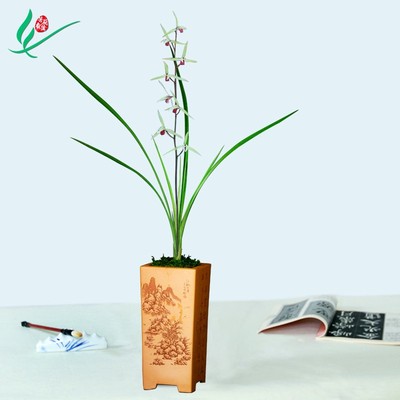 细叶寒兰兰花雪中红浓香花卉盆景盆栽土绿植兰带草植物花苞名贵苗