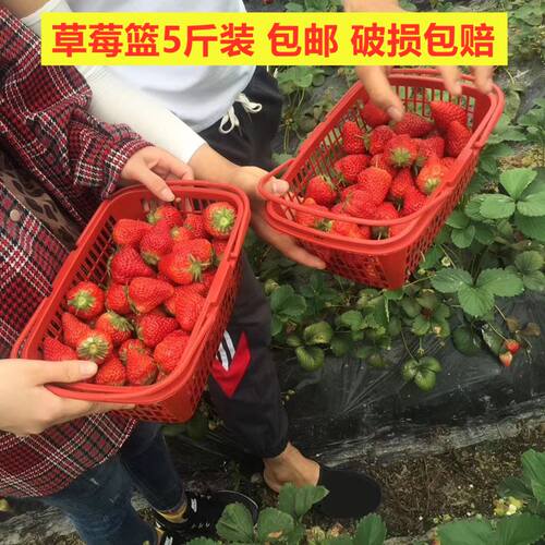 草莓篮子塑料篮1i235681012斤水果篮手提方篮采摘篮杨梅篮长方形