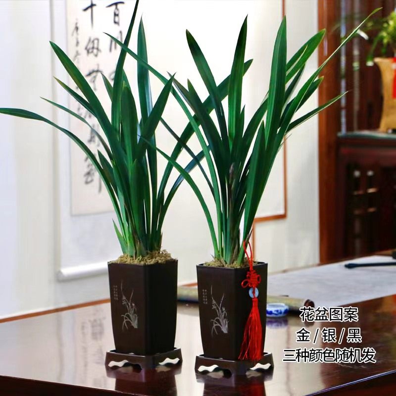 【买一送一】绿叶墨兰【t企黑】兰花盆栽浓香报岁兰(过年开花)