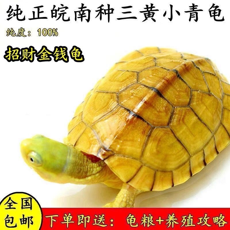 工厂销纯正黄喉拟水龟皖南种三黄小青龟石金钱龟苗活物y小宠物乌