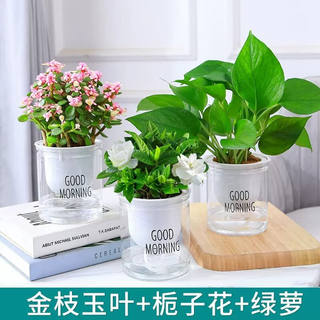 水培黄金葛绿植盆栽室内发财树富贵竹N文黄金葛薄荷花卉四季好