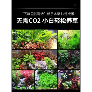 净水真水草沉木大叶榕蜈蚣草净水植物淡水养龟鱼缸造景水草增氧绿
