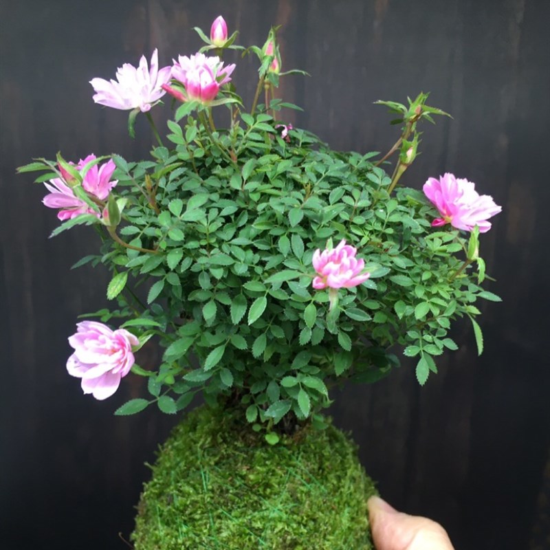 苔藓球老桩姬月季盆栽姬乙女大苗迷你月季棒棒糖S枝条嫁接四季开