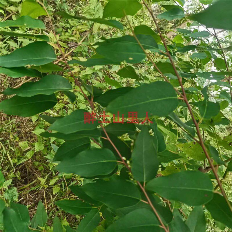 新鲜深山药用桉树叶 大叶桉树 原中药材桉树 现采现发 儿童泡澡