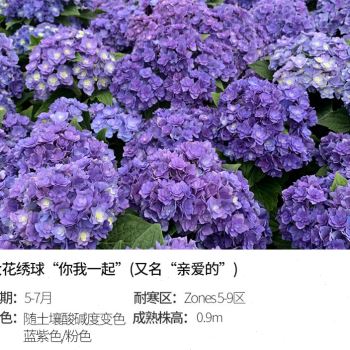 新品量贩绣球大花八仙花虹越阳台室外庭院观花花S手鞠无尽夏绣球