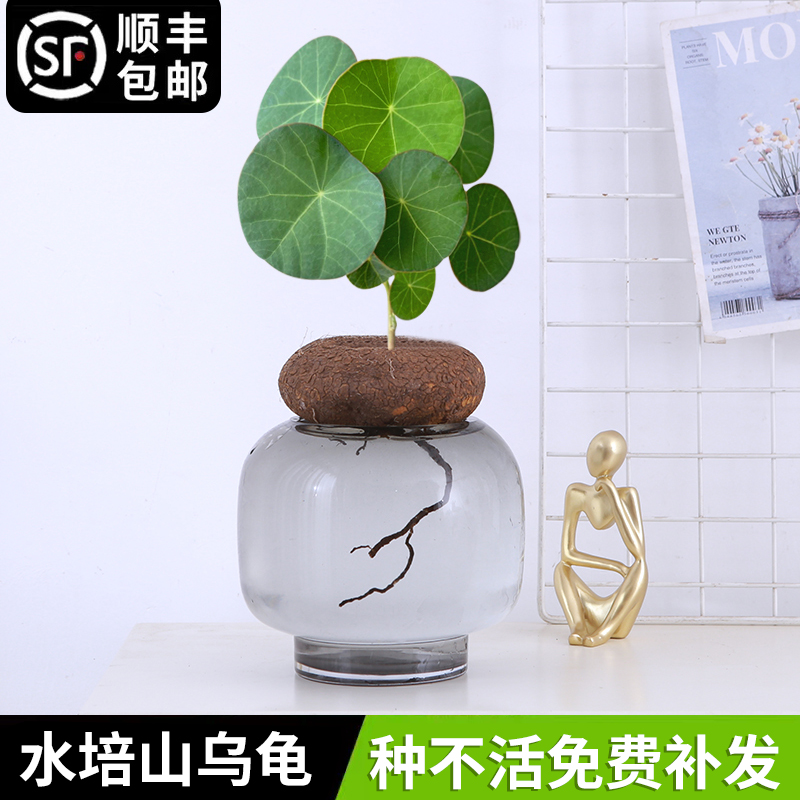 厂家水培植物山乌龟金不换植物室内桌面圆叶盆栽懒人爬藤观叶造景