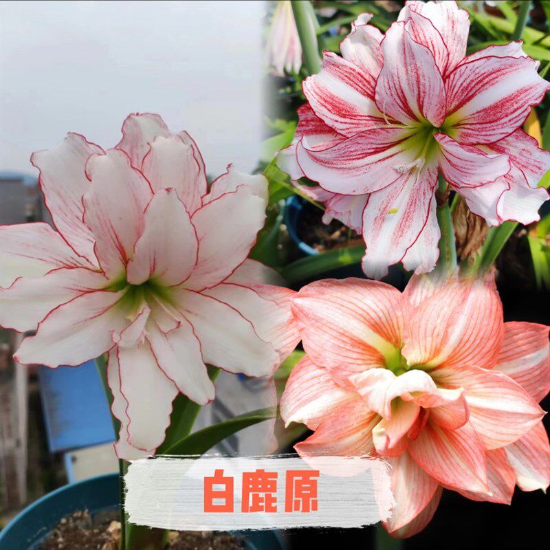 5号大礼包 澳朱礼包 荷兰朱礼包可选 地栽.苗有根有叶