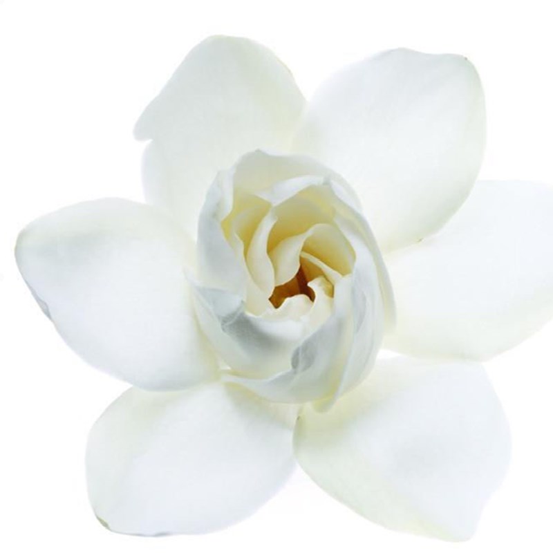 栀子花香盆栽栀子花苗绿色开花植物阳台花卉室内客厅.栀子花树苗