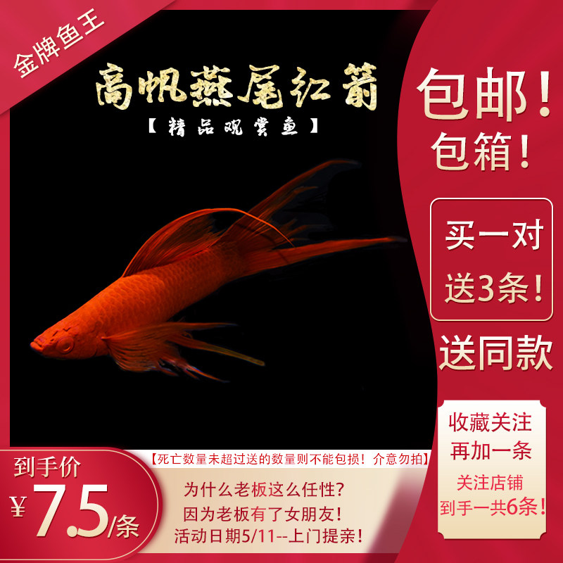 新品纯种高鳍燕尾红箭鱼 红剑双剑玛丽胎生鱼P热带淡水小型冷水观
