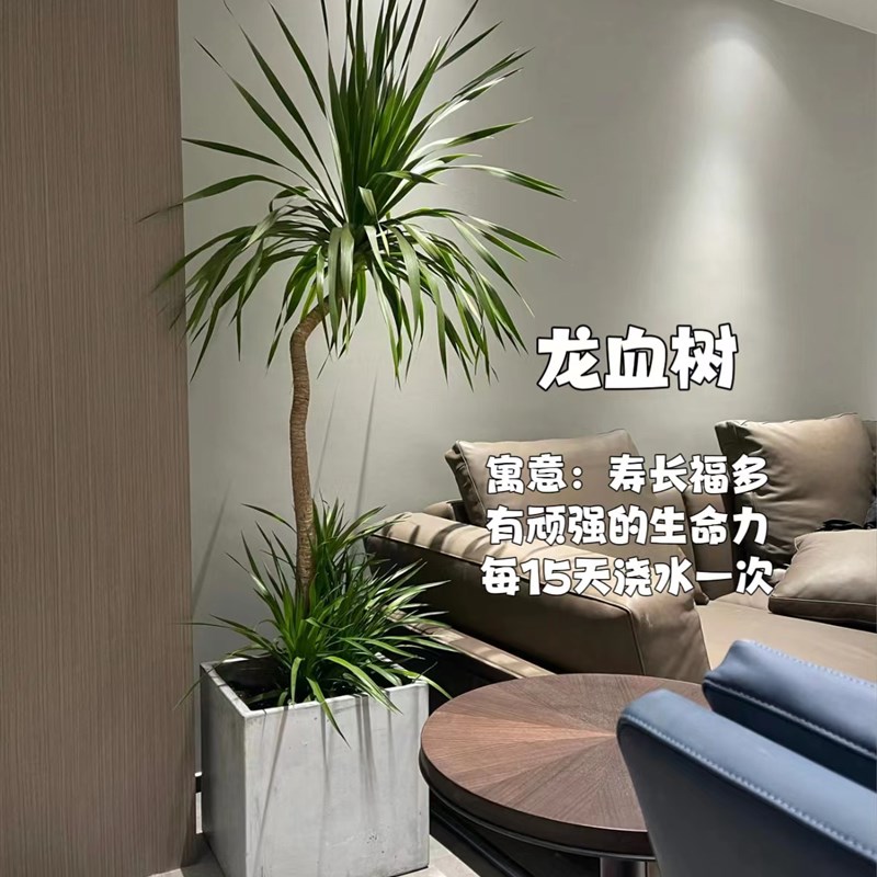 龙树造型室内大m型盆栽 客血厅办公区好 物推荐