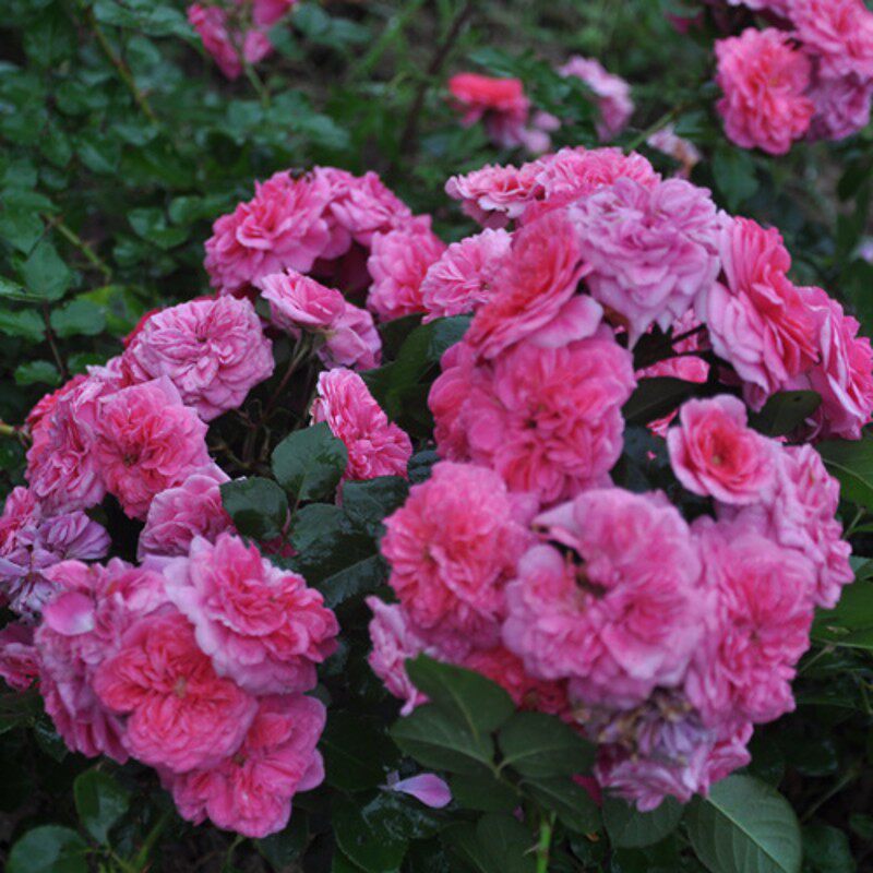 极速可垂吊的小藤本粉天鹅月季真品庭院地被四季浓香绿植花卉小苗