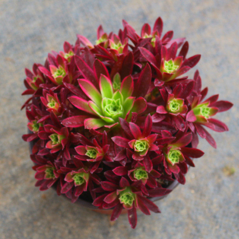 孔雀锦法师锦 多l肉植物 惊鸿法师室内桌面阳台创意组合盆栽花卉