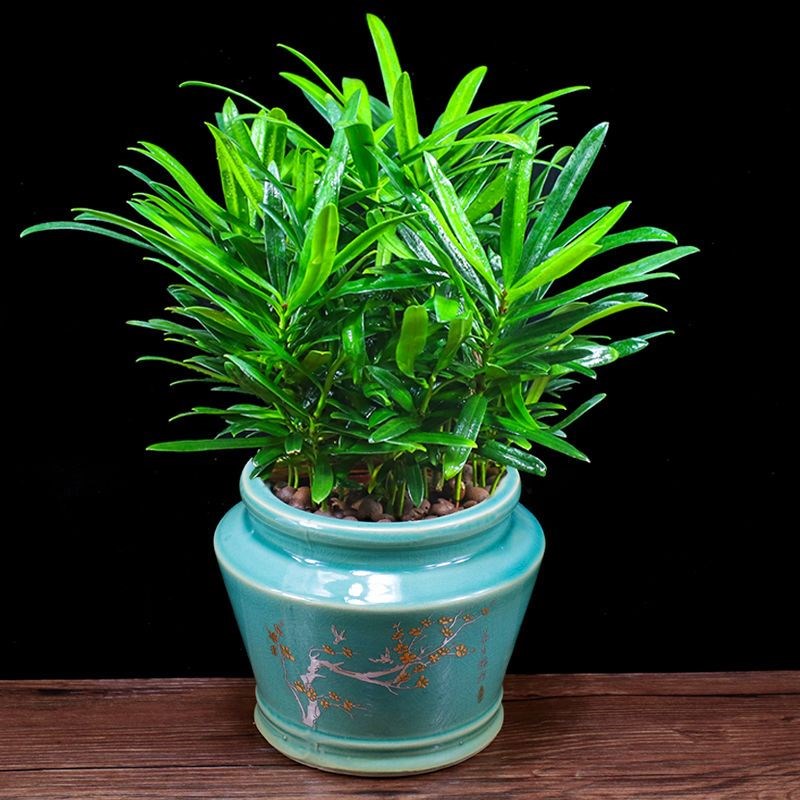 罗汉松盆栽树苗办公室内外植物四季常青客厅盆景阳台好养桌面绿植