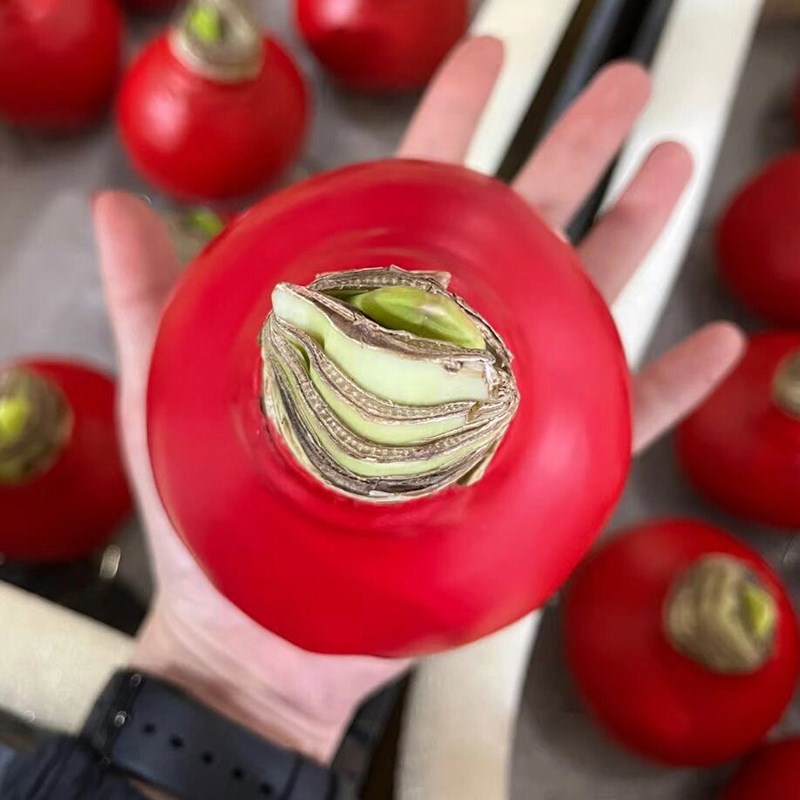 进口朱顶红腊封重瓣种球母亲节劳动节石蜡开花植物花卉绿植蜡球