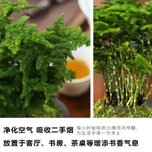 唐山云松正宗唐山矮生文竹办公室内好养绿色盆栽桌面净化空气盆景