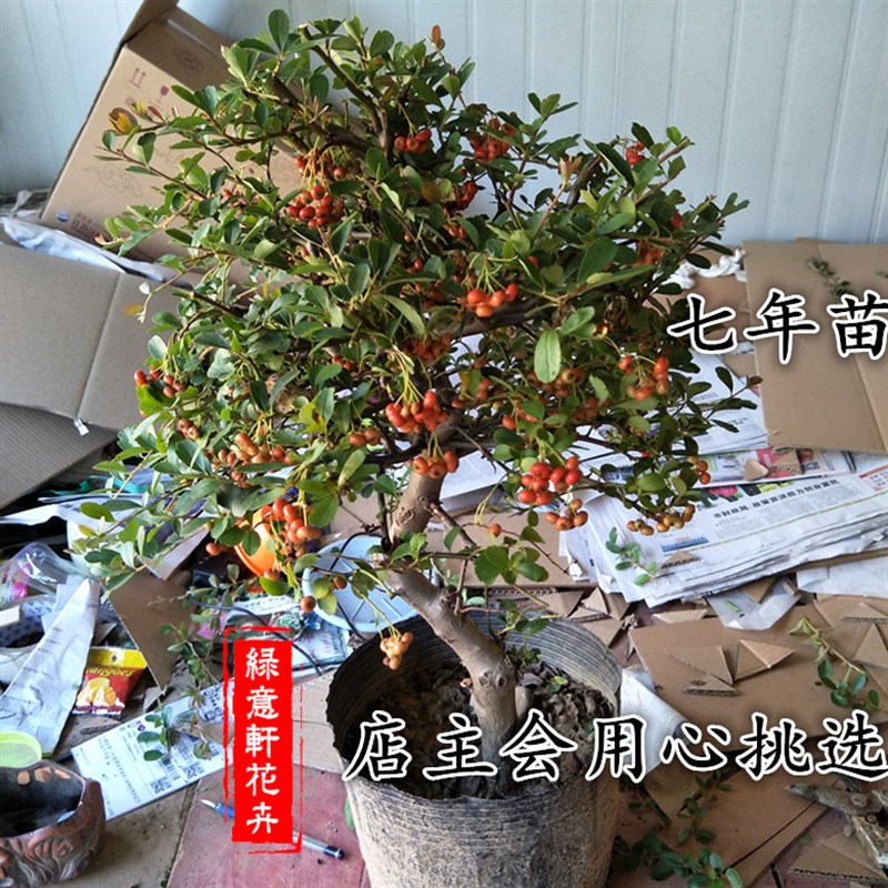 小众高货火棘盆景老桩树苗矮大型室内小庭院红果植物树桩满堂红吉