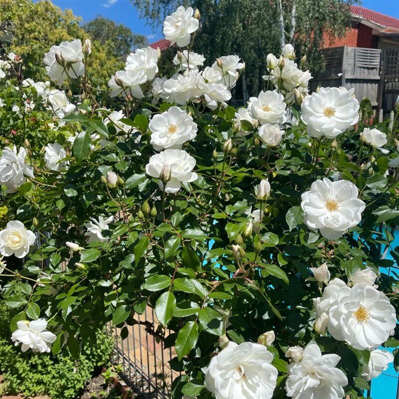 鹏哥的花圃欧月直立冰山白色多头勤花灌木月季花量大阳台庭院盆栽