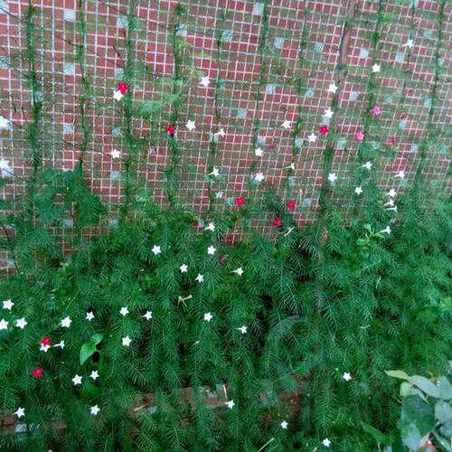 热销Nylon Trellis Net Garden Fence Mesh Plant Climbing Frame