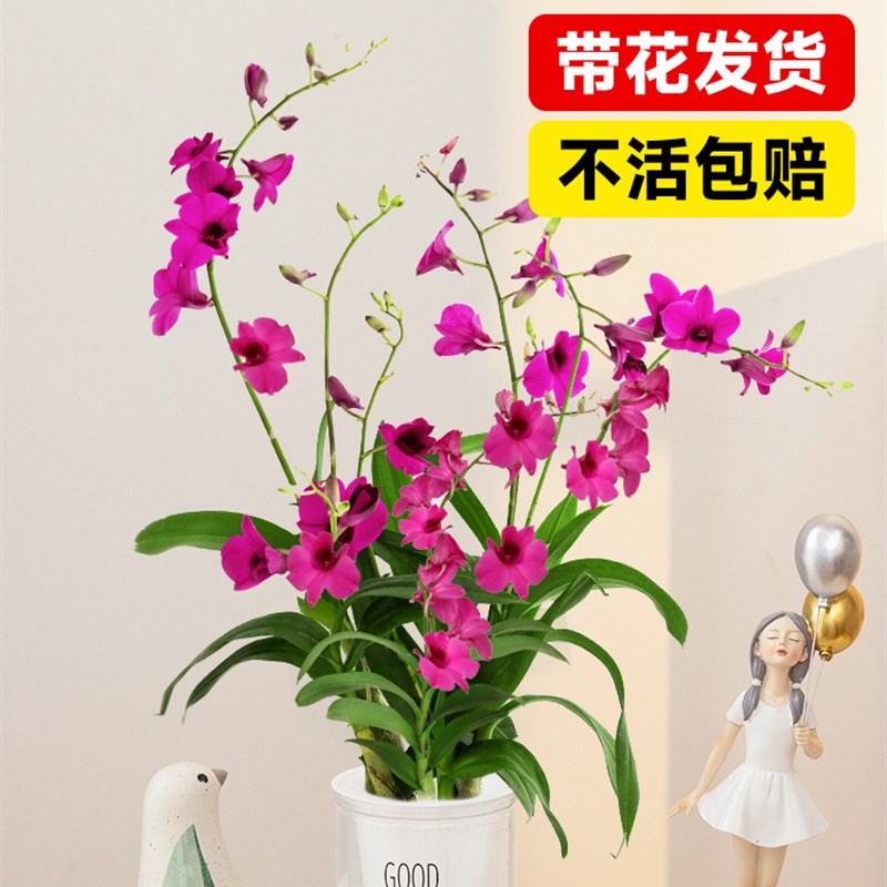 香水七彩石斛兰花苗水培盆栽带花苞四季浓香O型秋泼墨室内花卉植