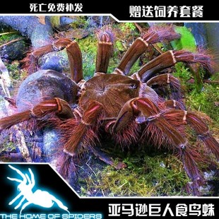 限时特价 20厘米母宠物蜘蛛南美大型地 亚马逊巨人食鸟蛛长毛种TB7