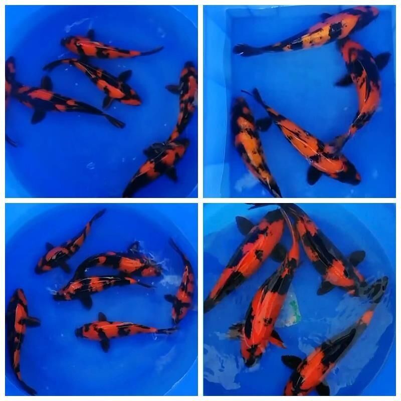 速发精品纯种绯写锦鲤鱼黑红分明重墨大小型冷水淡水菲写锦鲤观赏