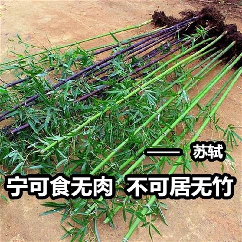 竹子苗紫竹青竹庭院植物北方耐寒竹子树苗景观绿化小竹苗四季常青