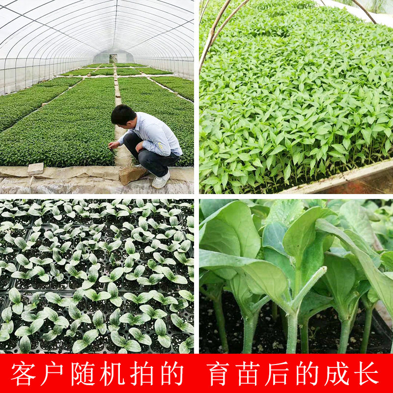 农业泥炭土椰砖土通用型水稻育秧蔬菜花卉育苗基质有机营养土花园