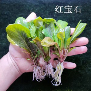 小众高货红宝石极乐鸟红色稀有高端水草前景阴无菌杯性鱼缸草缸装