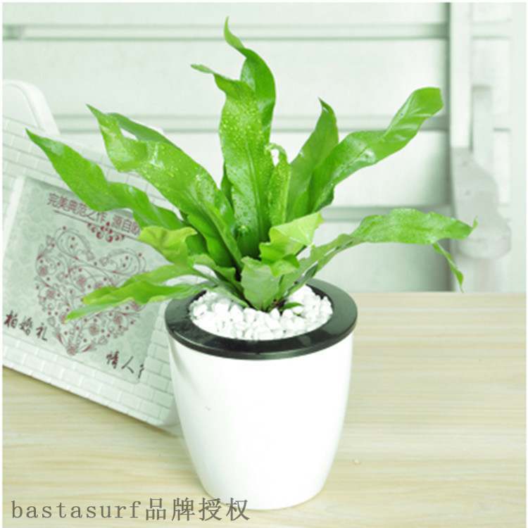 速发Potted flowers, green plants, indoor living room flowers