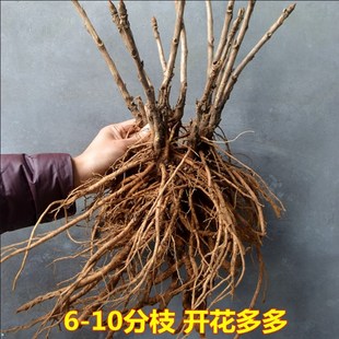 花苗阳台庭院花卉植物 跨境新款 b向日葵重瓣盆栽室外牡丹吊兰四季