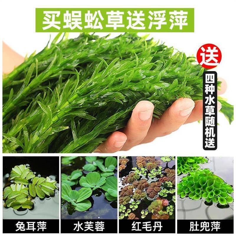 新手水草蜈蚣草淡水水草易活懒人水草净化水质耐养造景装饰鱼缸