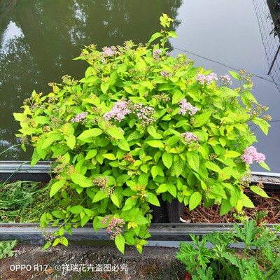 黄金喷泉粉霜绣线菊n盆栽多年生灌木庭院花园花镜木本植物小手球