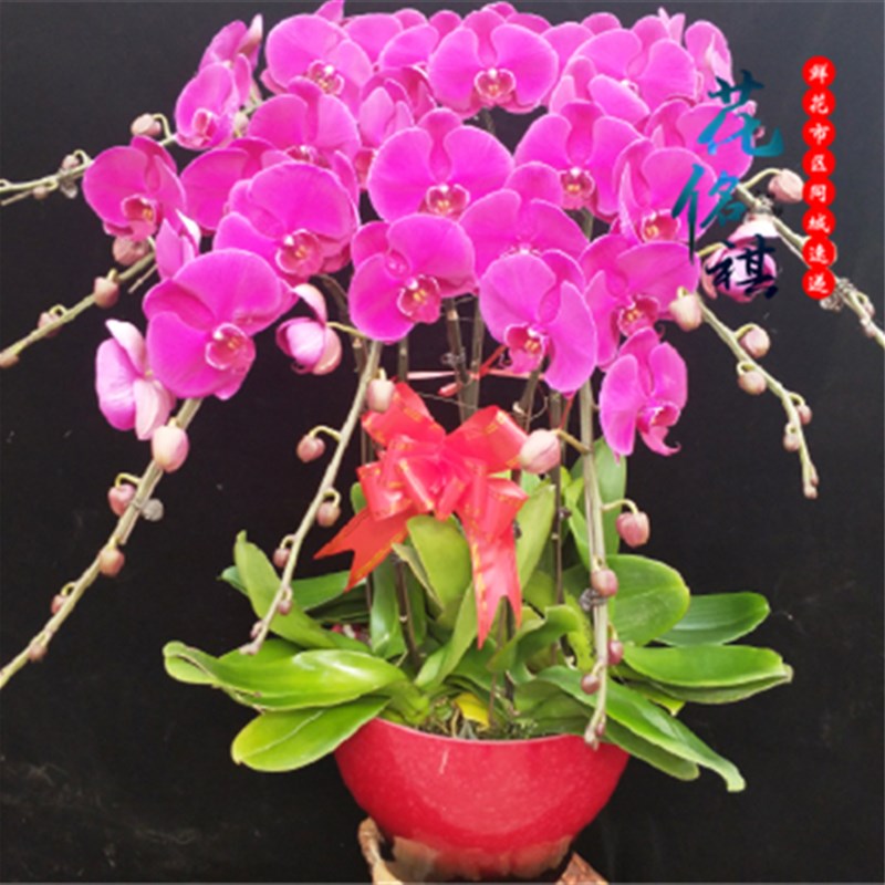 徐蝶鲜花店同城送花3株6株8株蝴2株紫色白色1州兰盆栽速递徐州
