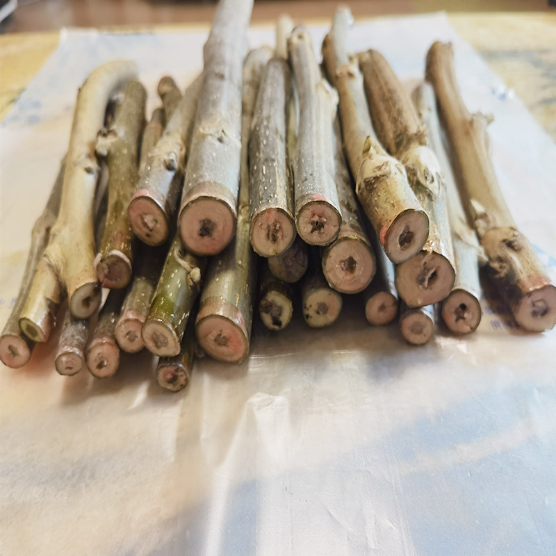 工厂销麻核桃枝接接穗码子插皮嫁接元宝H蛤蟆头南瓜墩三棱大粗筋