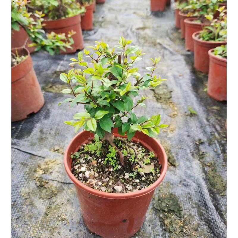 老桩提根小叶雀梅盆景素材室外a耐晒耐寒好养易活小绿植花苗木树