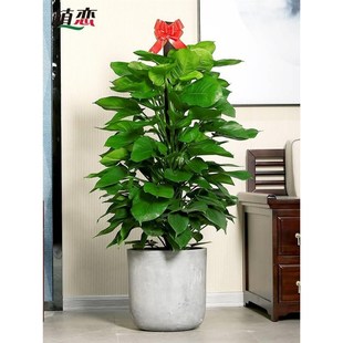 大叶绿萝柱室内 大绍盆栽绿色植物净化空型气去除大叶绿萝甲醛杭