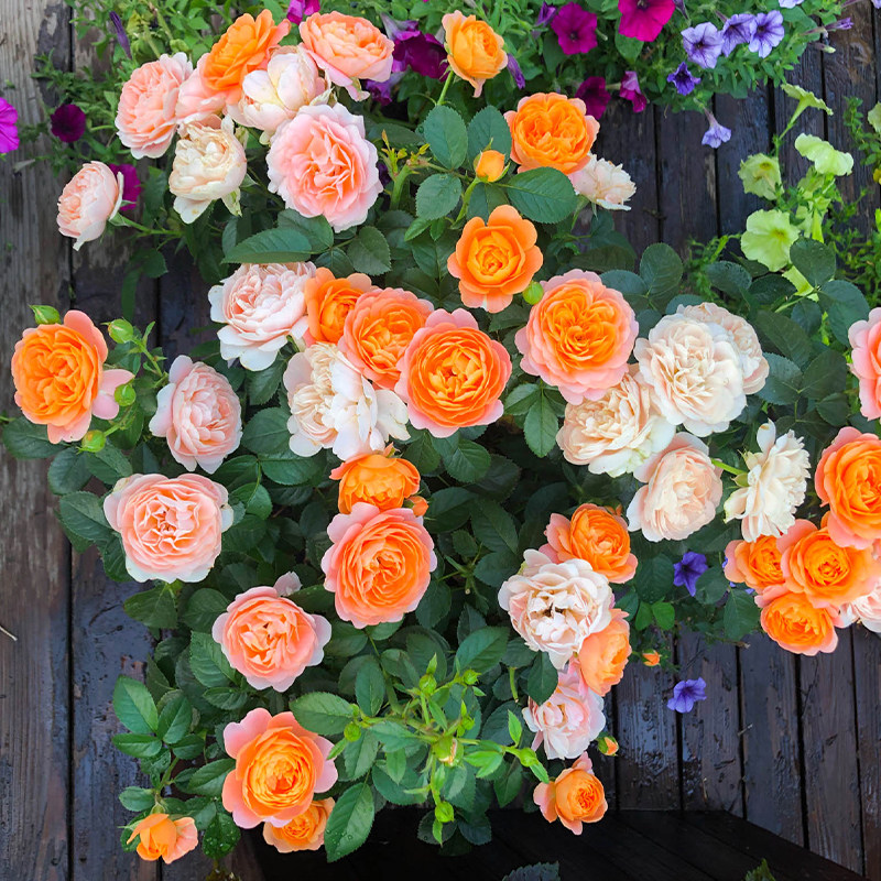 海蒂的花园月季花苗果汁阳t台直立抗病易养活开花植物四季花卉盆