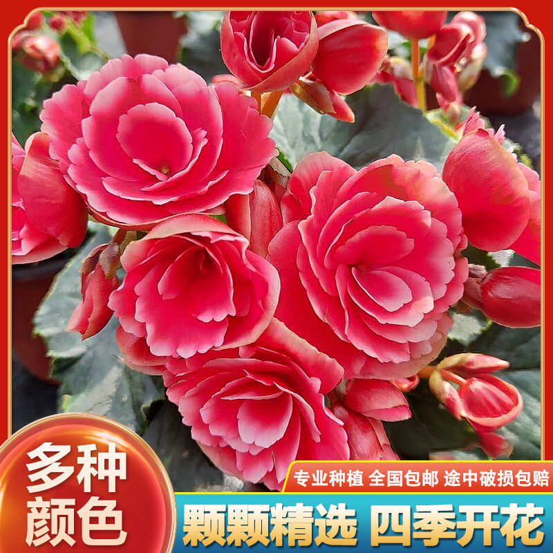 四季海棠大花重瓣球根海棠种球大叶海棠花盆栽夫妻海棠花四季开花