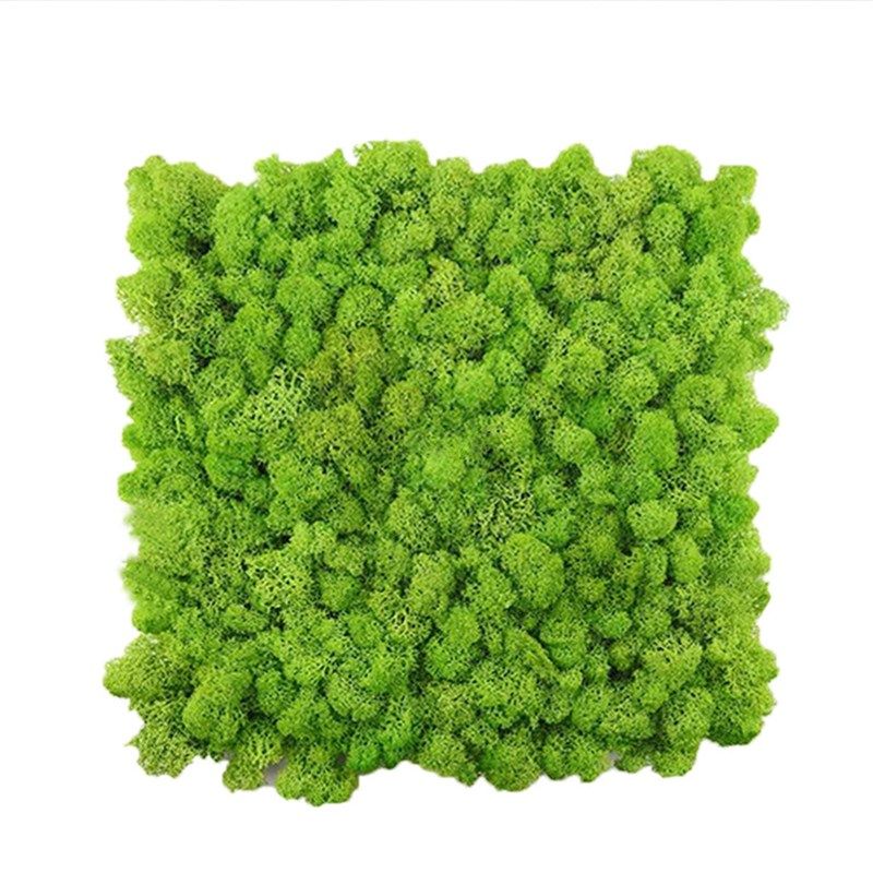 永生苔藓a盒装500g仿真苔藓永生花造景绿植墙背景植物墙青苔微景,鲜花速递/花卉仿真/绿植园艺,仿真绿植,淘宝优惠券,粉丝福利购,淘宝优惠卷