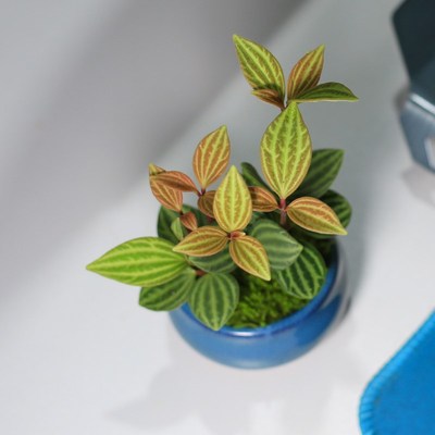 轮叶豆瓣绿室内观叶小盆景椒草迷你盆栽禁止椒绿植物办公桌面绿植