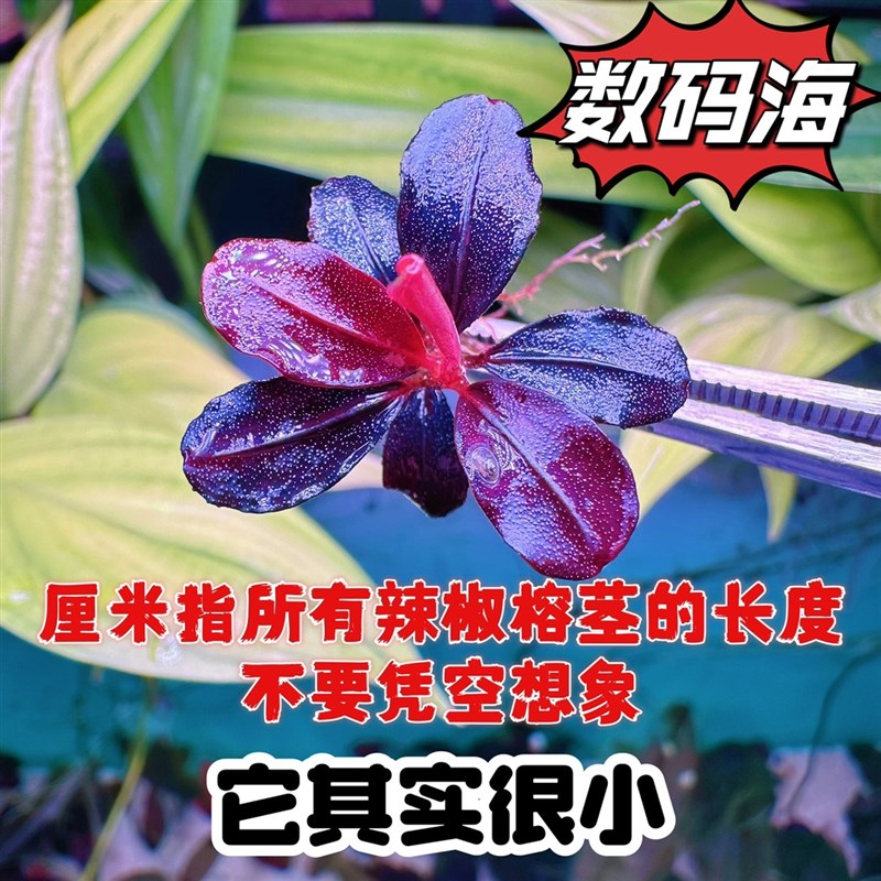 小众高货玄武海黑天使数码海QQ海大象玉高端稀有老货水下叶阴性水
